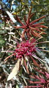 KNIGHTIA EXCELSA REWAREWA 4.0L