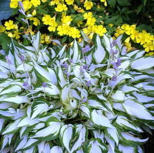 HOSTA WHITE CHRISTMAS 2.4L