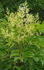 FRAXINUS GRIFFITHII 2.5L