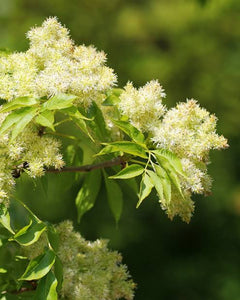 FRAXINUS GRIFFITHII 2.5L