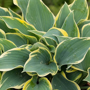 HOSTA FIRST FROST 2.0L