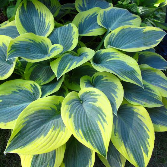 HOSTA FIRST FROST 2.0L