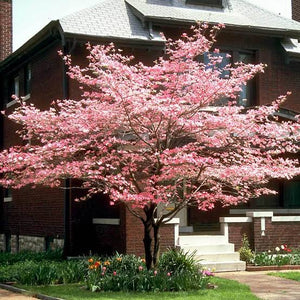 CORNUS FLORIDA CHEROKEE CHIEF 30.0L