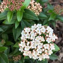 Load image into Gallery viewer, VIBURNUM TINUS EVE PRICE 2.6L
