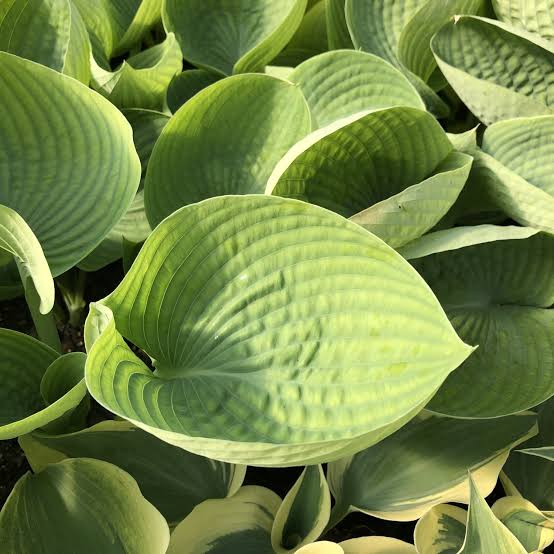 HOSTA ABIQUA DRINKING GOURD 2.0L