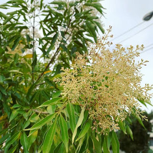 FRAXINUS GRIFFITHII 2.5L