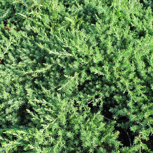 JUNIPERUS CONFERTA 2.5L