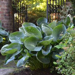 HOSTA ABIQUA DRINKING GOURD 2.0L