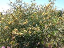 Load image into Gallery viewer, GREVILLEA STRAWBERRY BLONDE 3.5L
