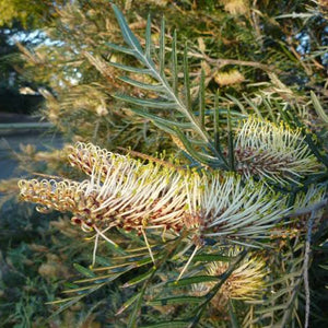 GREVILLEA STRAWBERRY BLONDE 3.5L