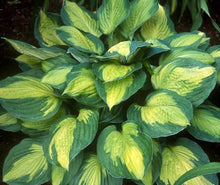 Load image into Gallery viewer, HOSTA CAPTAIN KIRK 2.4L
