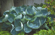 Load image into Gallery viewer, HOSTA ABIQUA DRINKING GOURD 2.0L
