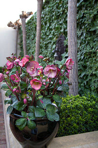 HELLEBORUS MARBLED PENNYS PINK 17CM