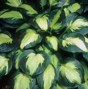 HOSTA CAPTAIN KIRK 2.4L