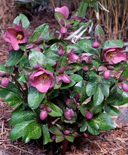 Load image into Gallery viewer, HELLEBORUS MARBLED PENNYS PINK 17CM
