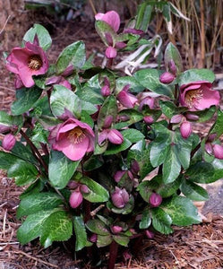 HELLEBORUS MARBLED PENNYS PINK 17CM