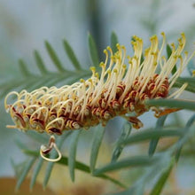 Load image into Gallery viewer, GREVILLEA STRAWBERRY BLONDE 3.5L
