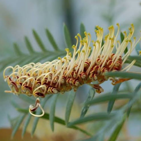 GREVILLEA STRAWBERRY BLONDE 3.5L