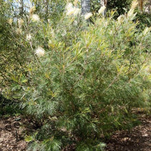 Load image into Gallery viewer, GREVILLEA MOONLIGHT 3.5L
