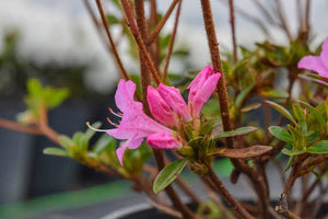 AZALEA EVERGREEN HARDIJZERS BEAUTY 2.5L