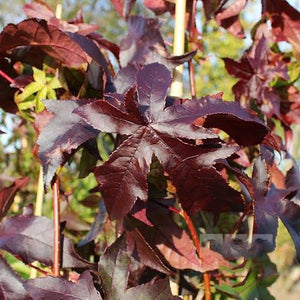 LIQUIDAMBAR STYRACIFLUA PALO ALTO PB28