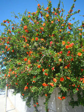 Load image into Gallery viewer, PUNICA GRANATUM FLORE PLENO ORNAMENTAL POMEGRANATE 6.0L
