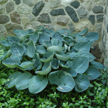 Load image into Gallery viewer, HOSTA BIG DADDY 2.0L
