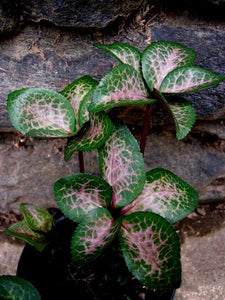 HELLEBORUS MARBLED PENNYS PINK 17CM