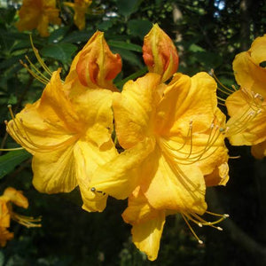 AZALEA DECIDUOUS KLONDYKE 8.0L