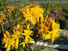 Load image into Gallery viewer, AZALEA DECIDUOUS KLONDYKE 8.0L
