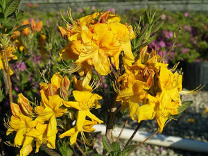 AZALEA DECIDUOUS KLONDYKE 8.0L