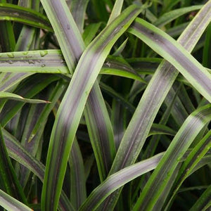 PHORMIUM LICORICE & LIME 1.9L