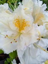 Load image into Gallery viewer, AZALEA DECIDUOUS ESKIMO PIE 8.0L
