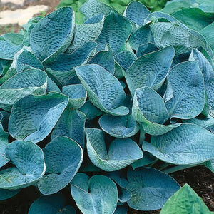 HOSTA BIG DADDY 2.0L