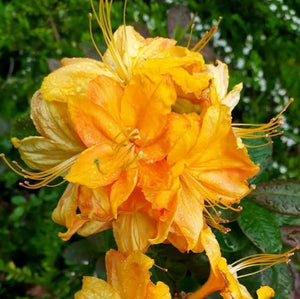 AZALEA DECIDUOUS KLONDYKE 8.0L