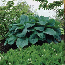 Load image into Gallery viewer, HOSTA BIG DADDY 2.0L
