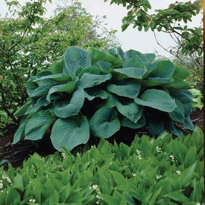 HOSTA BIG DADDY 2.0L