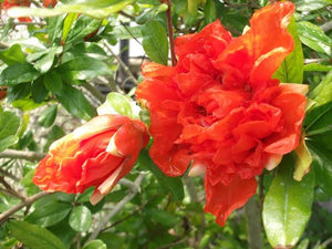 PUNICA GRANATUM FLORE PLENO ORNAMENTAL POMEGRANATE 6.0L