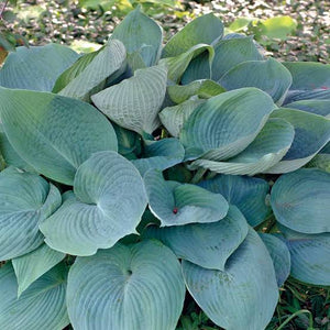 HOSTA BLUE ANGEL 2.0L