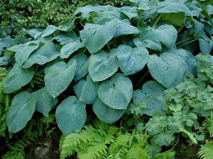 HOSTA BLUE ANGEL 2.0L