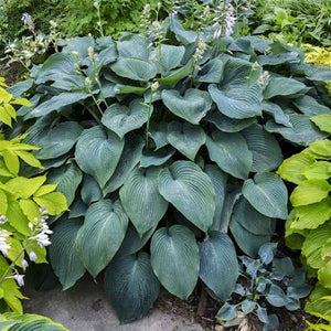 HOSTA BLUE ANGEL 2.0L