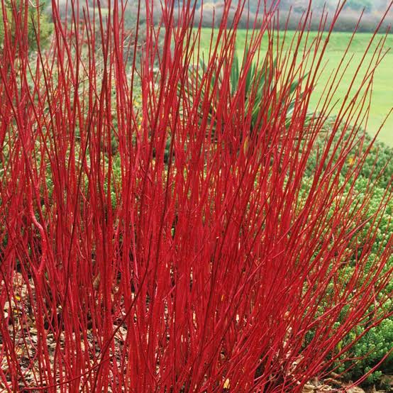 CORNUS ALBA SIBIRICA 4.7L