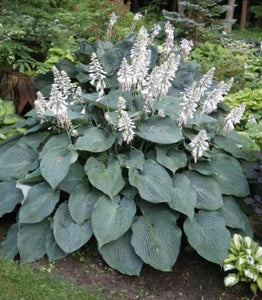 HOSTA BLUE ANGEL 2.0L