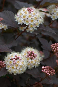 PHYSOCARPUS OPULIFOLIUS SHADY LADY 2.5L