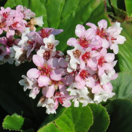 BERGENIA MARSHMALLOW 1.5L