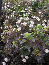 Load image into Gallery viewer, PHYSOCARPUS OPULIFOLIUS SHADY LADY 2.5L
