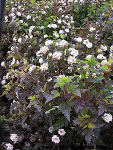 PHYSOCARPUS OPULIFOLIUS SHADY LADY 2.5L