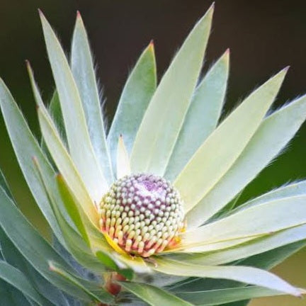 LEUCADENDRON ARGENTEUM 2.5L