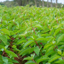 Load image into Gallery viewer, CORNUS ALBA SIBIRICA 4.7L
