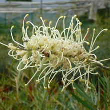 Load image into Gallery viewer, GREVILLEA MOONLIGHT 3.5L
